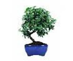 Interflora Pyracantha Bonsai