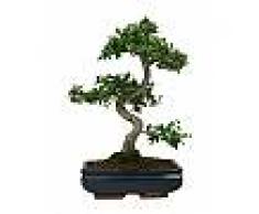 Interflora Bonsai Zelkova