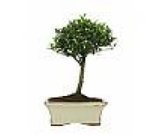 Interflora Ilex bonsai