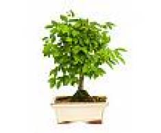 Interflora Bonsai Ulmus