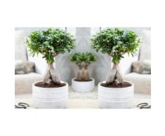 : Set di 2 Bonsai Ficus Ginseng / senza vaso decorativo