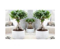 : 1 bonsai Ficus Ginseng con vaso decorativo