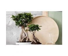 :Set di 4 bonsai Ficus Ginseng
