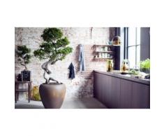 : Bonsai Ficus Ginseng con fertilizzante da 250 ml