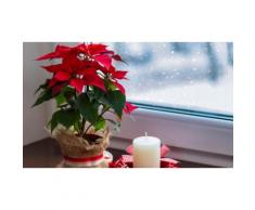 Set Stella di Natale: 2 piante / 1 bianco e 1 rosso