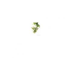 Exo Terra Exo Terra Pianta Plastica Croton, Medium