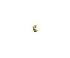 Kave Home Pianta artificiale Adenium obesum