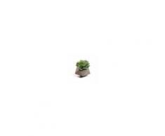 Kave Home Pianta artificiale Echeveria glauca