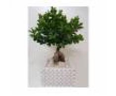 La Mimosa Bonsai Di Ficus Ginseng Completo Di Vaso In Gesso