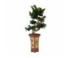 Bonsai Grande