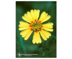 Natur Madia (Madia Elegans) Essenze Californiane 7,4ml