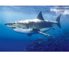 Empire 535.917 educativi - Istruzione White Shark - Grande squalo Bianco manifesti educativi Poster - Maxi Poster Versione in Lingua Inglese - Dimensioni 91.5 x 61 cm