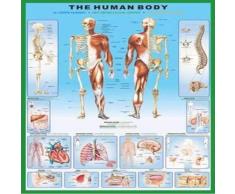 1art1 Empire 266941 - Poster Il Corpo Umano, 61 x 91,5 cm