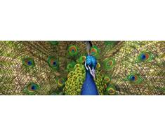 1art1 Pavoni - Un Ventaglio di Colori, 1 Parte Carta da Parati Adesiva (240 x 75cm)