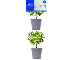 Unbekannt Finestra Sticker Arancione Alberi
