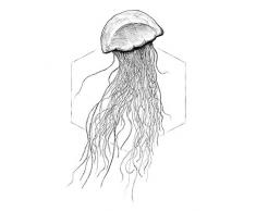 Komar - Quadro da Parete Jellyfish White, Poster, Immagine, Soggiorno, Camera da Letto, Decorazione, Stampa Senza Cornice Disponibile in 3 Misure, Bianco, Nero, P078A-40x50