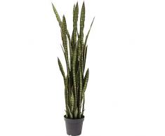 KARE Pianta Decorativa Sansewieria, Verde, 155 x 35 x 35 cm
