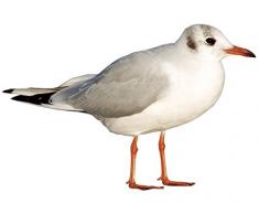 Adesivo per Finestra n. CA46 Seagull II, Pellicola per Finestra, Tatuaggio per Finestra, Decorazione Finestra, Finestra, Finestra, Immagine Finestra, Dimensioni: 95 cm x 145 cm