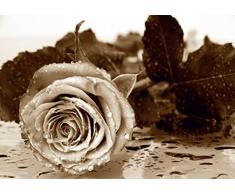 AG Design - Photo Wall Mural - Carta - Rosa Bianca e Nera - Foto Sfondo - Poster Gigante con Parete - 360 x 254 cm - 4 Parti - FTS 0086