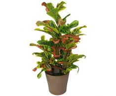 Leaf Pianta Artificiale di codiaeum Multicolore, 90 cm, Grande, in plastica, Colore: Nero
