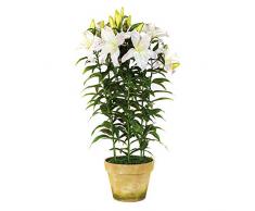 EUROCINSA Eurocinesa RIF.32500C21 Pianta Lily Casablanca, Scatola da 1 Pezzo, plastica, Terracotta, Rosa, 50 x 100 cm