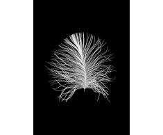Komar - Quadro da Parete Feather Black, per Soggiorno, Camera da Letto, Decorazione, Stampa Artistica Senza Cornice, Disponibile in 3 Misure, Bianco, Nero, P121B-50x70