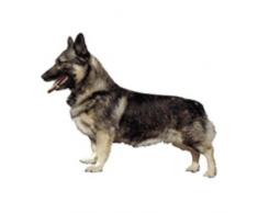 World Stickers schwandt casa animale necessità di 13129 2 pezzi circa 140 X 160 mm per Warnschild Swedish Vallhund