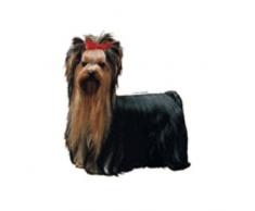 World Stickers schwandt casa animale necessitÃ di 14043Â 1Â pezzi circa 200Â X 220Â mm per Warnschild Yorkshire Terrier in piedi