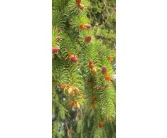 PeelitStickit ID 3292 60 x 130 cm, Altezza: Bel Nature, Adesivo da Parete in Vinile di Alta qualitÃ