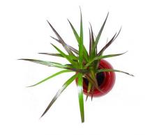 Nina VÃ©gÃ©tal Tabella vegetale Sfera a Fai da Te Senza Piante, Magnete, Grigio, 12 x 9,3000000000000007 x 12 cm