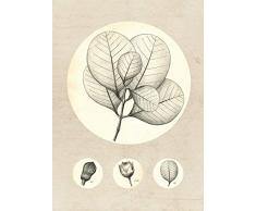 Komar - Quadro da Parete con Foglie Trasparenti, per Soggiorno, Camera da Letto, Decorazione, Beage, WeiÃ, Schwarz, P053-50x70