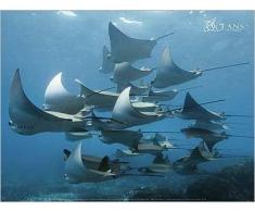 Nuove imagesaffiche 30Â x 40Â cm Panca di Ciocca mobula, Isole galÃ¡pagos/Shoal of mobula Rays, galÃ¡pagos Islands/rochenschwarm, galapagosinseln