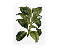 Komar - Quadro da Parete in 3 Misure Disponibili, Motivo: Albero Elastico, per Soggiorno, Camera da Letto, Decorazione, Grün, Weiß, Schwarz, Rot, P056-40x50