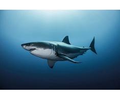 Great White Shark Pyramid International, grande poster con immagine di uno squalo bianco,, 61Â x 91,5Â x 1,3Â cm