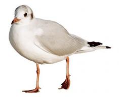 Adesivo per Finestra n. CA45 Seagull III, Pellicola per Finestra, Tatuaggio per Finestra, Decalcomania in Vetro, Decorazione Finestra, Finestra, Immagine Finestra, Dimensioni: 60 cm x 69 cm