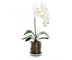 EUROCINSA RIF.86044C01 Rimorchio per Orchidee PHALAENOPSIS Bianco, Scatola da 1 Pezzo, plastica, Vetro, 31 x 56 cm