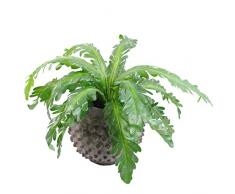 Leaf Pianta Artificiale in Vaso, 50 cm, Felce di Pavone