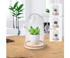 Pianta decorativa con cupola in vetro