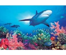 1art1 52906 Poster, Squali, Mondo sottomarino pieno di colori, 91 x 61 cm