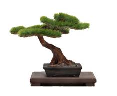 Good Smile Company PZ03962 Il Bonsai. Modellino 2 Action Figure