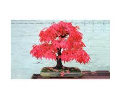 30 Semi Di Bonsai Rosso Giapponese