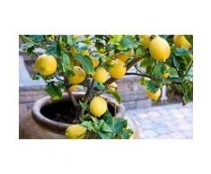 Set: 2 piante da frutto / Limone (Lemon tree)